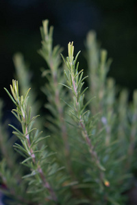 迷迭香通常被称为迷迭香，是一种多年生木本草本植物，有芳香的常绿针状叶子和白色粉红色紫色或蓝色的花朵，原产于地中海地区
