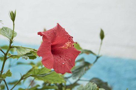 在雨天的街道上，一朵平静的红色芙蓉湿透了，村庄的塞戈维亚是马蹄铁