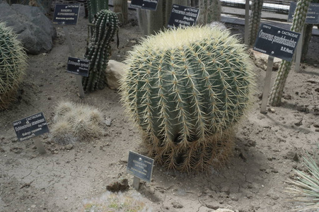 保加利亚Balchik植物园。 仙人掌及多汁