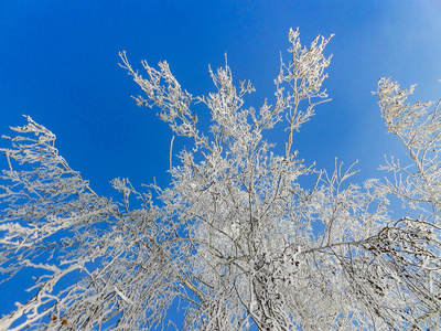 一个冬天晴朗的一天，一个乡村景观，一个覆盖着雪的乡村花园。 冰冻的树枝在蓝蓝的天空中形成雾