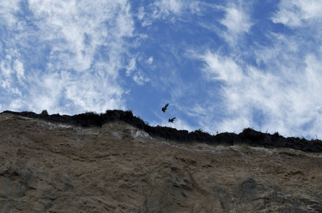 鸽子飞过悬崖