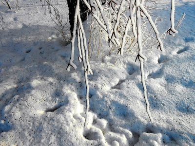 新鲜的雪覆盖着树下的小山丘，冻僵的树枝