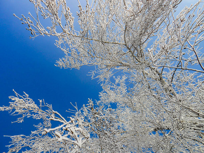 一个冬天晴朗的一天，一个乡村景观，一个覆盖着雪的乡村花园。 冰冻的树枝在蓝蓝的天空中形成雾