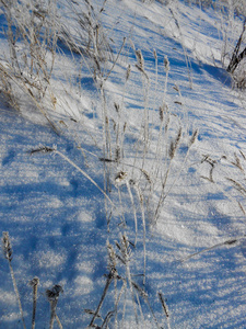 寂寞的灌木丛对雪场。 冬季景观