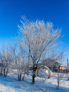 一个冬天晴朗的一天，一个乡村景观，一个覆盖着雪的乡村花园。 冰冻的树枝在蓝蓝的天空中形成雾