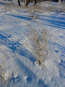 寂寞的灌木丛对雪场。 冬季景观