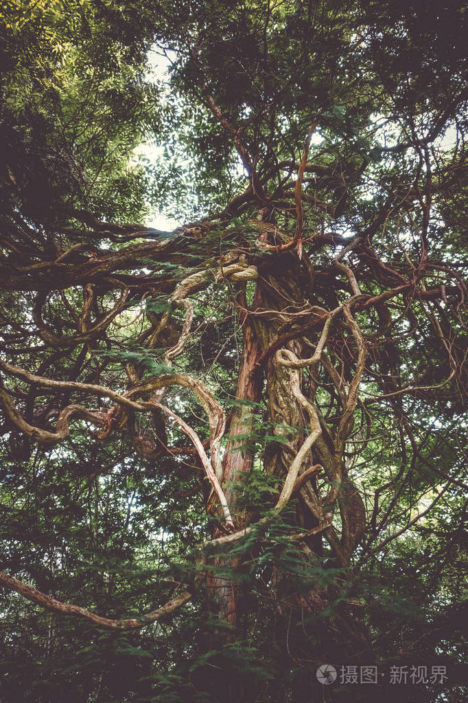 日本Nikko植物园有巨大根的幻想树