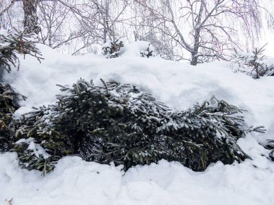 松树在雪地上。 冬季景观