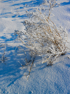 寂寞的灌木丛对雪场。 冬季景观