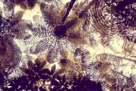 新西兰热带雨林中的巨大蕨类植物