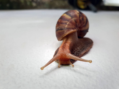 接近大蜗牛在壳爬行螺旋波玛蒂亚在地面