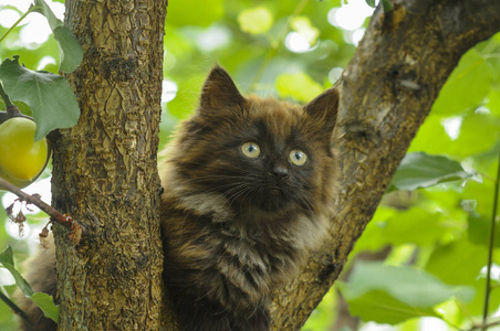 毛茸茸的无家可归的小猫在户外爬树