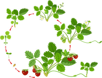 草莓的生命周期。 从种子到草莓植物的植物生长阶段