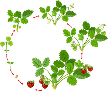 草莓的生命周期。 从种子到草莓植物的植物生长阶段