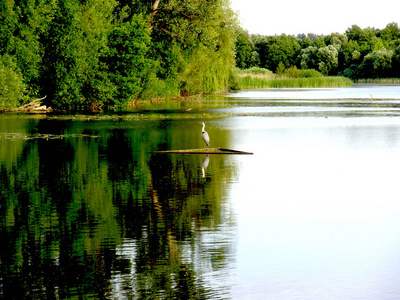 湖上孤独的鹤