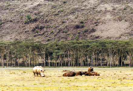 多云天空下肯尼亚丛林中的犀牛图片