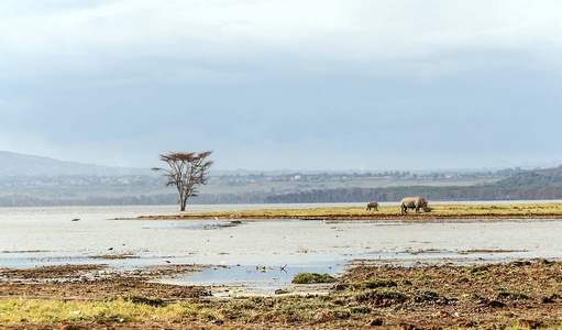 肯尼亚丛林中的湖泊在多云的天空下