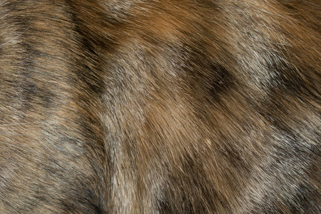 毛皮动物毛皮，红色，橙色，蓬松，温暖，为设计背景制造服装。