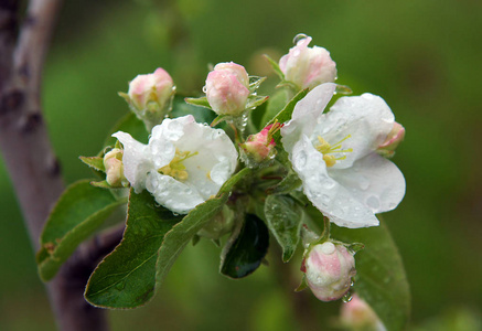 新鲜的白色和粉红色的苹果花在春雨后作为自然背景