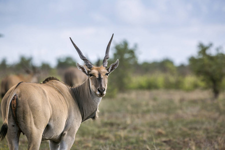  Specie Taurotragus oryx family of Bovidae