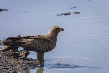 s Eagle drinking in waterhole in Kruger National park, South Afr