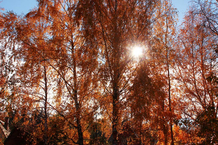太阳冲破了桦树的秋叶