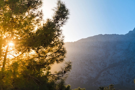 s rays shine through the branches of pine