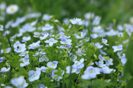 果蝇Menziesii。 背景与花的电话。 乌克兰的性质。 夏天的花晒太阳的花是蓝色的。 背景上的照片。