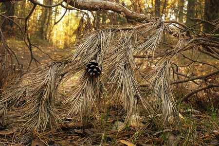 森林干枝上的干锥图片