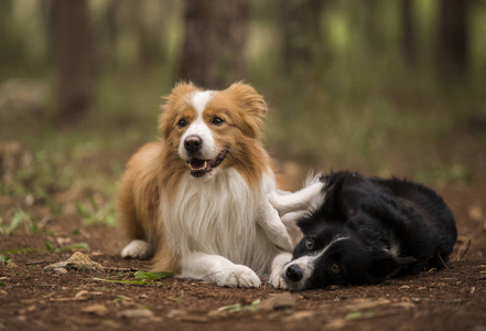 躺在森林里的可爱的边境牧羊犬。沿着边境牧羊犬的运动照片