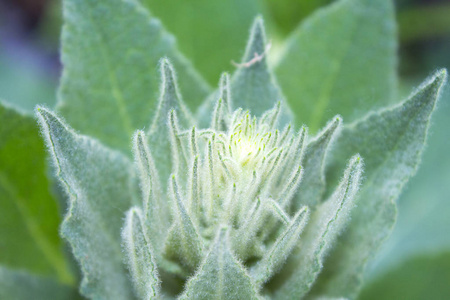 蓬松的花叶植物图片