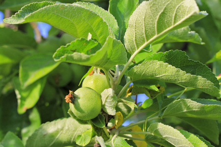 绿色成熟的苹果挂在树枝上。 种植季节性水果和作物