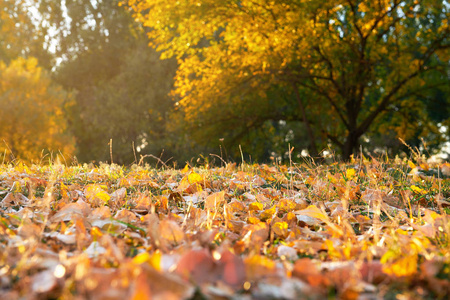 秋叶在草地上特写美丽的秋林在夕阳下灿烂的阳光