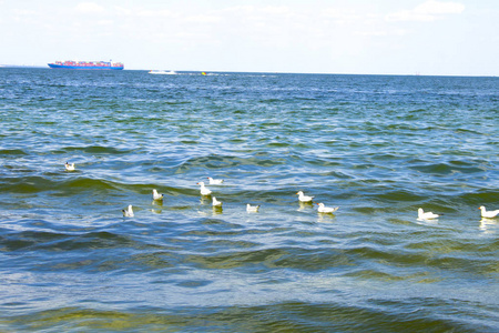 海鸥游水海