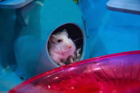冬季白色仓鼠被称为冬季白矮星djungarian或西伯利亚仓鼠.