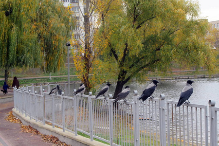 看湖的乌鸦，公园里一大群乌鸦坐在篱笆上，正在看湖。