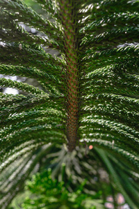 外来植物蛛形纲绿树枝背景表面