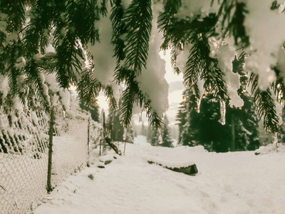 云杉的小枝与冰柱。雪景的美丽景色。巴库里亚尼冬季的开始