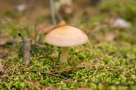 秋季森林里地面上的蘑菇