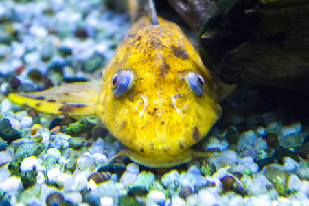 鱼类水下水族馆水生