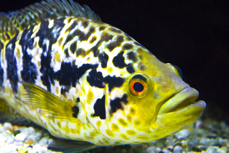 黄鱼海水族馆