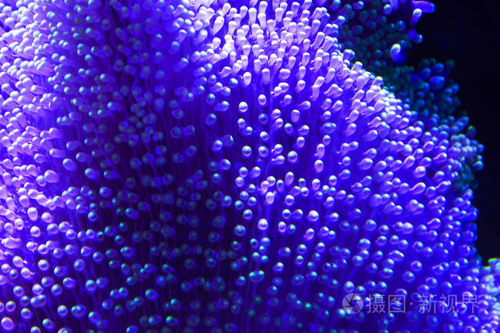 紫色珊瑚海葵水生