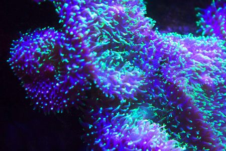 紫色珊瑚海葵水生