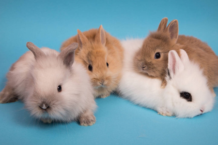 可爱的小兔子照片