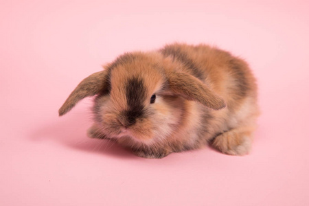 可爱的兔子宝宝的颜色背景