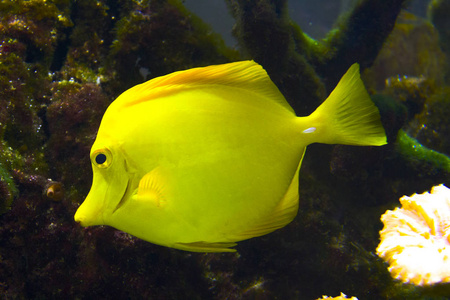 黄鱼海水族馆