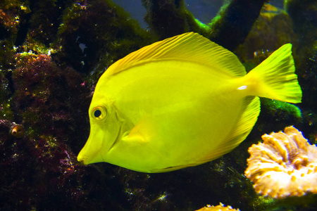 黄鱼海水族馆图片