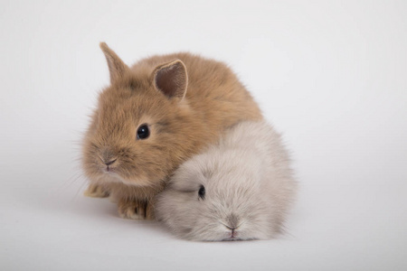 两个小兔子照片