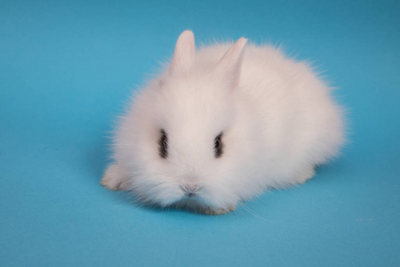 小可爱的兔子