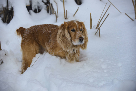 冬天在雪地里打猎的金